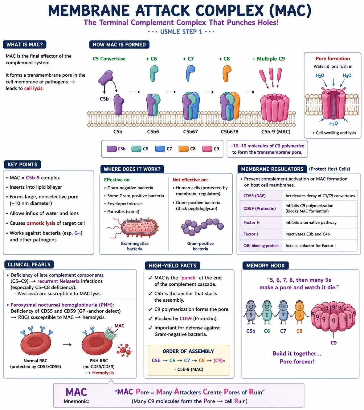Membrane Attack Complex (MAC) study card: how C5b-9 forms a pore in pathogen membranes — USMLE Step 1 reference.